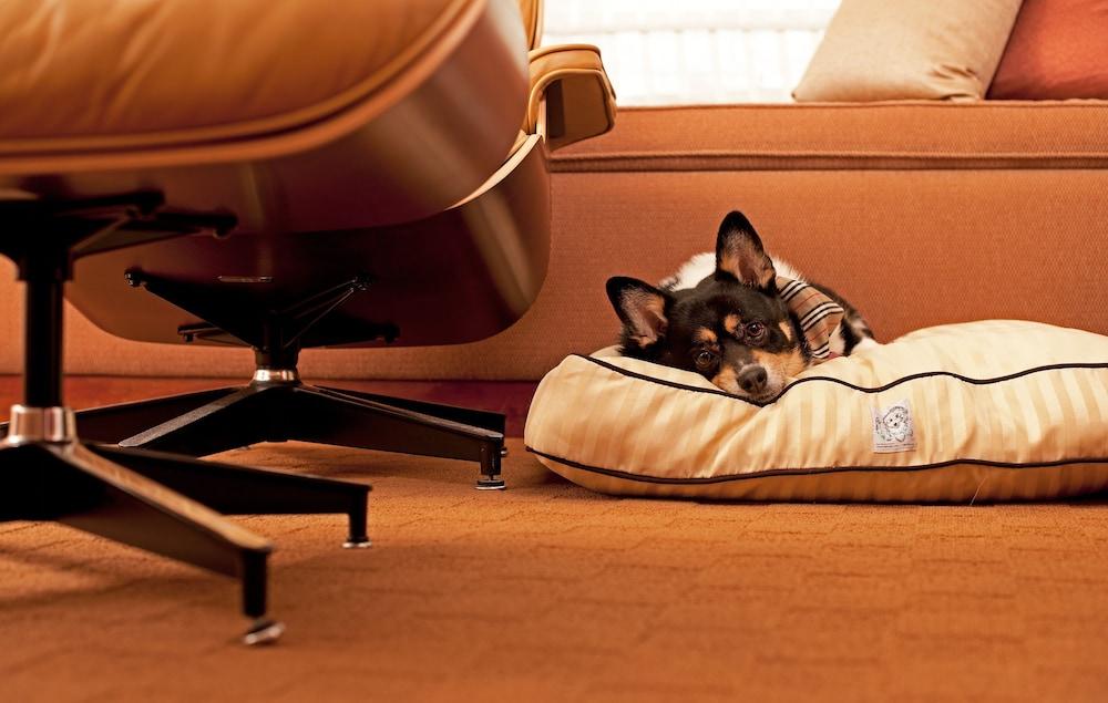 حياة بلايس جورجاون أوديوج فيهار غورغاون المظهر الخارجي الصورة A dog on a dog bed