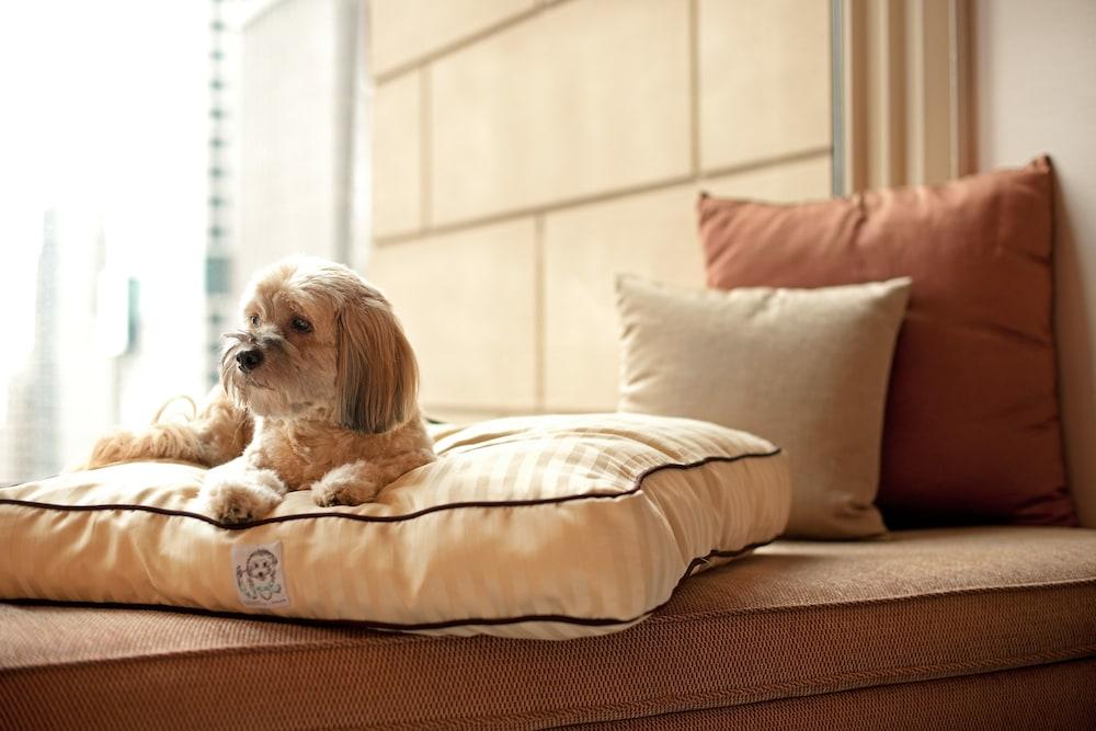حياة بلايس جورجاون أوديوج فيهار غورغاون المظهر الخارجي الصورة A dog on a dog bed